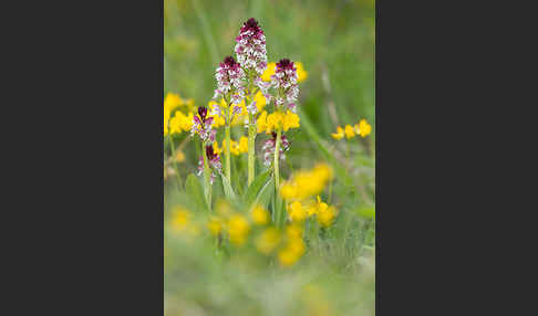 Brand-Knabenkraut (Orchis ustulata)