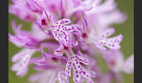 Dreizähniges Knabenkraut (Orchis tridentata)