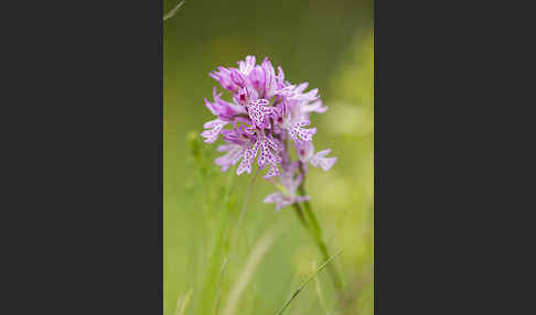 Dreizähniges Knabenkraut (Orchis tridentata)