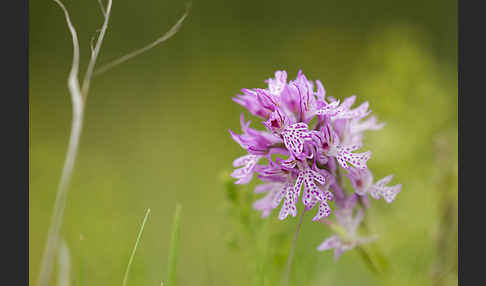 Dreizähniges Knabenkraut (Orchis tridentata)