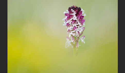 Brand-Knabenkraut (Orchis ustulata)