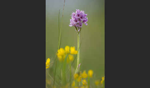 Dreizähniges Knabenkraut (Orchis tridentata)