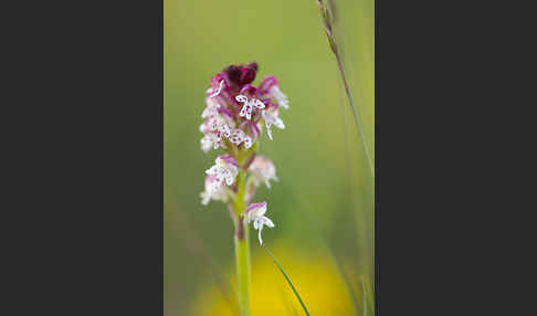 Brand-Knabenkraut (Orchis ustulata)