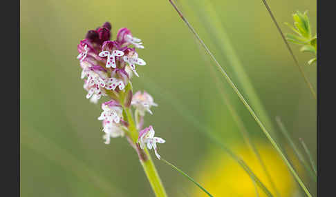 Brand-Knabenkraut (Orchis ustulata)