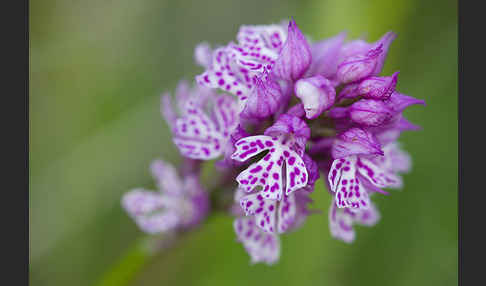 Dreizähniges Knabenkraut (Orchis tridentata)