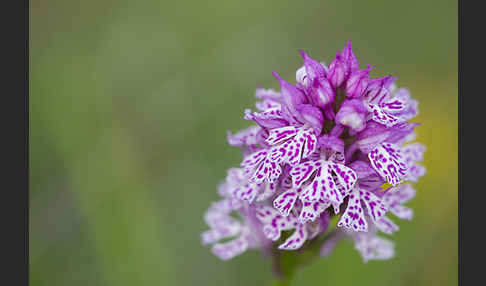 Dreizähniges Knabenkraut (Orchis tridentata)