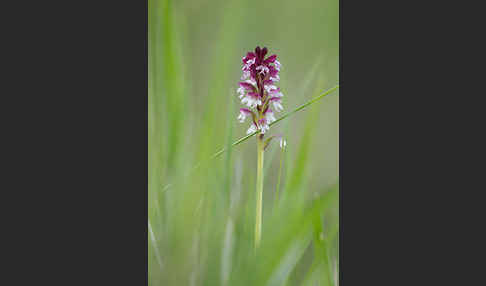 Brand-Knabenkraut (Orchis ustulata)