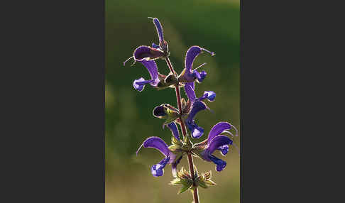 Wiesen-Salbei (Salvia pratensis)