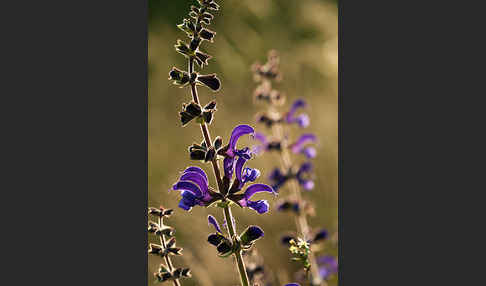 Wiesen-Salbei (Salvia pratensis)