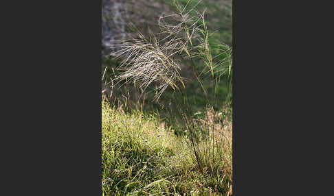 Haar-Pfriemengras (Stipa capillata)