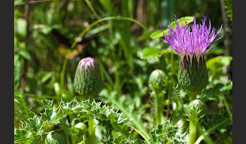 Stengellose Kratzdistel (Cirsium acaule)