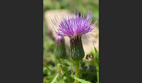 Stengellose Kratzdistel (Cirsium acaule)