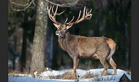 Rotwild (Cervus elaphus)