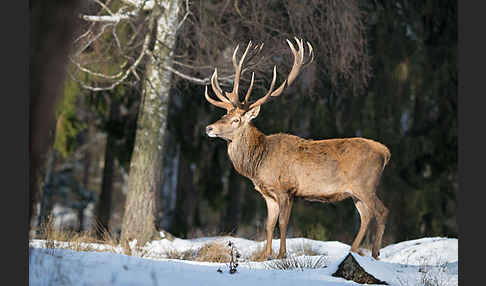 Rotwild (Cervus elaphus)