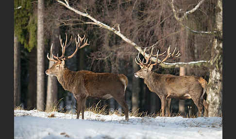 Rotwild (Cervus elaphus)