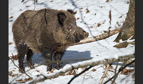 Schwarzwild (Sus scrofa)