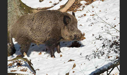 Schwarzwild (Sus scrofa)