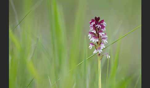 Brand-Knabenkraut (Orchis ustulata)