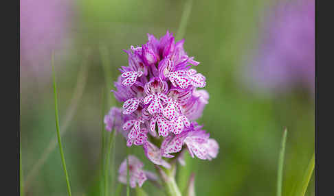 Dreizähniges Knabenkraut (Orchis tridentata)