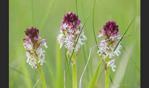 Brand-Knabenkraut (Orchis ustulata)