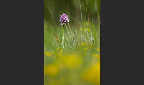 Dreizähniges Knabenkraut (Orchis tridentata)