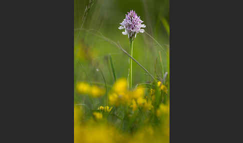 Dreizähniges Knabenkraut (Orchis tridentata)