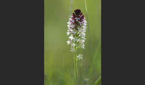 Brand-Knabenkraut (Orchis ustulata)