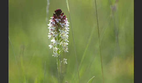 Brand-Knabenkraut (Orchis ustulata)