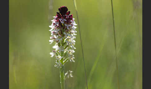 Brand-Knabenkraut (Orchis ustulata)