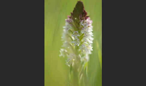 Brand-Knabenkraut (Orchis ustulata)