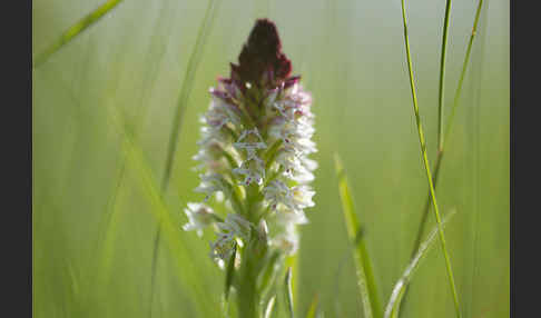 Brand-Knabenkraut (Orchis ustulata)