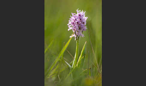 Dreizähniges Knabenkraut (Orchis tridentata)