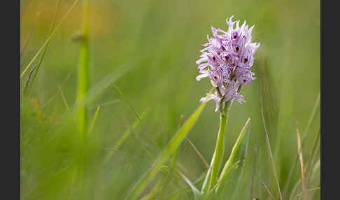 Dreizähniges Knabenkraut (Orchis tridentata)