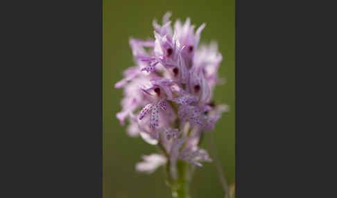 Dreizähniges Knabenkraut (Orchis tridentata)