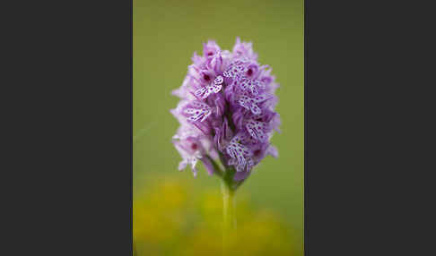 Dreizähniges Knabenkraut (Orchis tridentata)