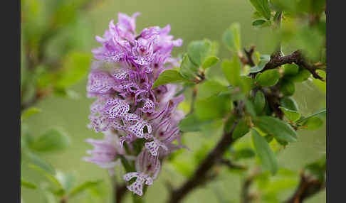 Dreizähniges Knabenkraut (Orchis tridentata)