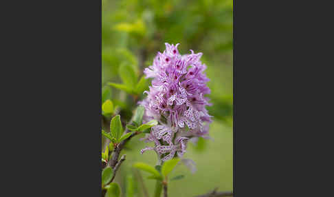 Dreizähniges Knabenkraut (Orchis tridentata)