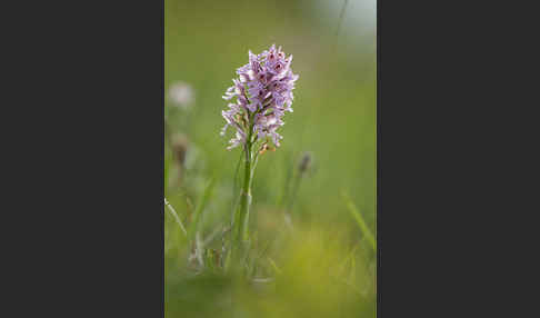 Dreizähniges Knabenkraut (Orchis tridentata)