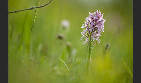 Dreizähniges Knabenkraut (Orchis tridentata)