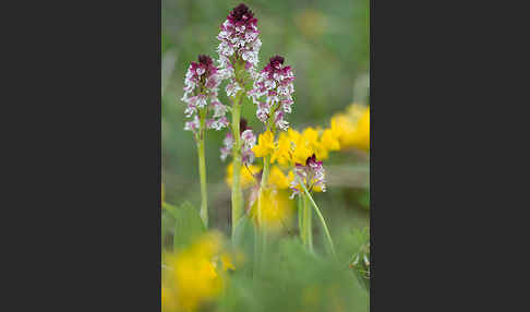 Brand-Knabenkraut (Orchis ustulata)