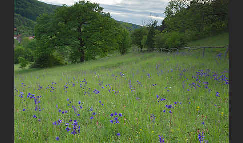 Gemeine Akelei (Aquilegia vulgaris)