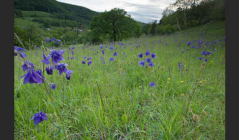 Gemeine Akelei (Aquilegia vulgaris)