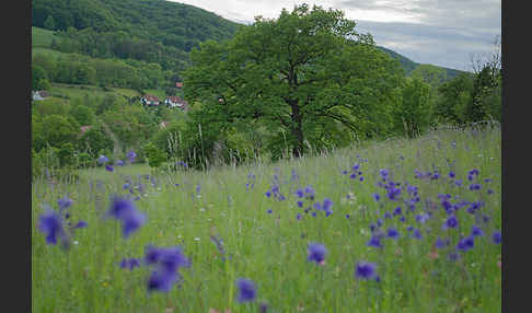 Gemeine Akelei (Aquilegia vulgaris)