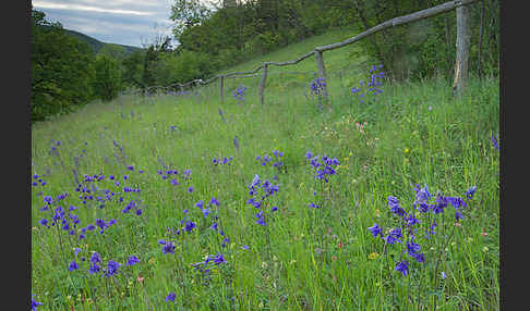 Gemeine Akelei (Aquilegia vulgaris)