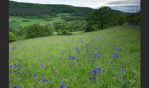 Gemeine Akelei (Aquilegia vulgaris)