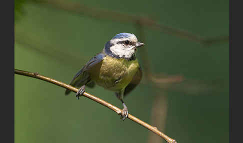 Blaumeise (Parus caeruleus)