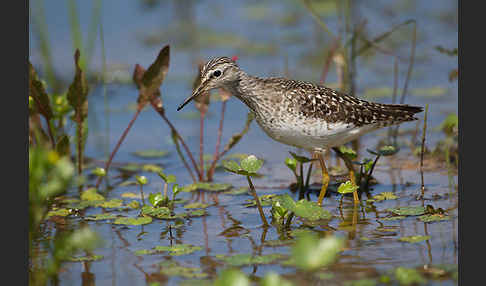 Bruchwasserläufer (Tringa glareola)