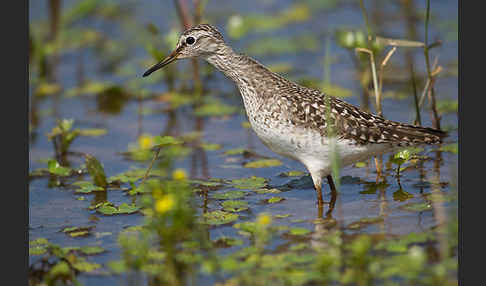 Bruchwasserläufer (Tringa glareola)