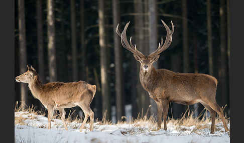 Rotwild (Cervus elaphus)