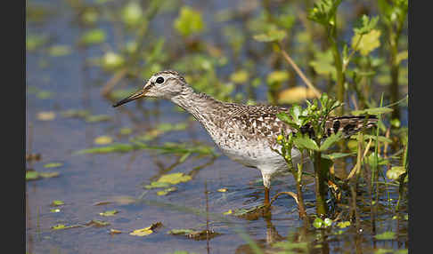 Bruchwasserläufer (Tringa glareola)